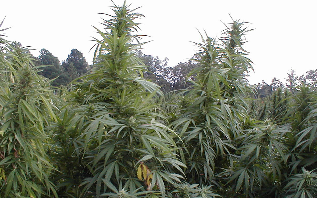 Cannabis used for federally funded research is ditchweed