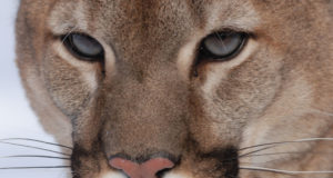 New study: When it comes to mountain lions and mule deer, it’s not either/or