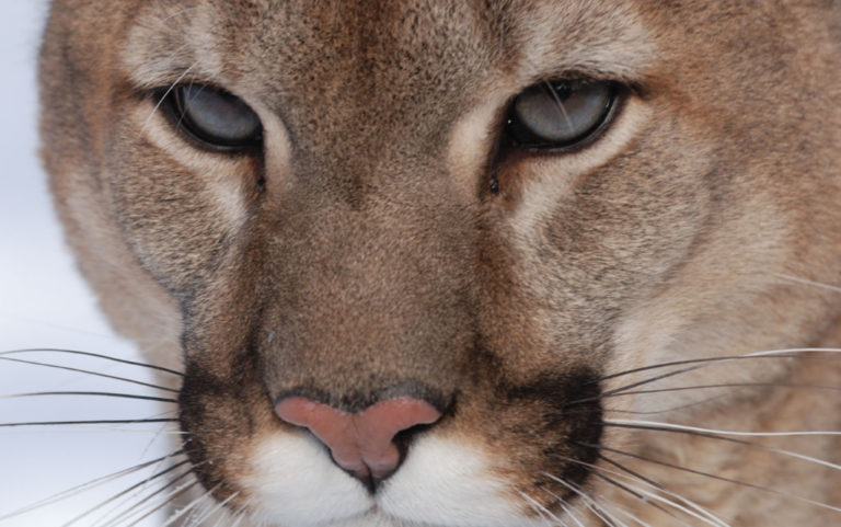 New study: When it comes to mountain lions and mule deer, it’s not either/or