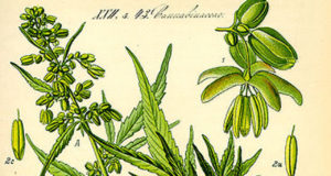 Why the indica vs. sativa binary is wrong