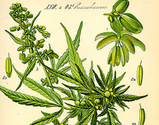 Why the indica vs. sativa binary is wrong