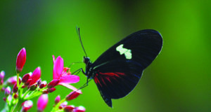 Summer Scene Cultural Attractions 2019