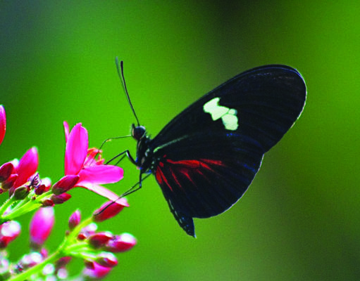 Summer Scene Cultural Attractions 2019