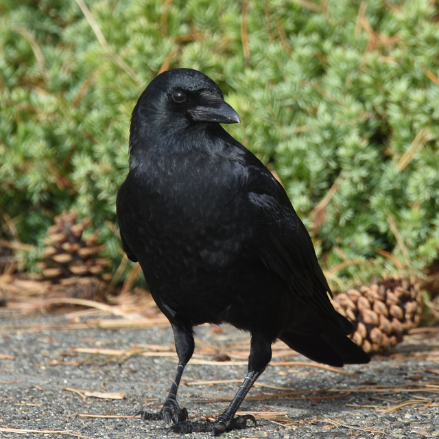 37 crows, a pile of West Nile virus research, and one PETA protest