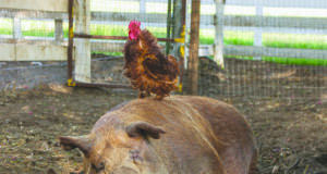 Traverse the great outdoors without leaving your seat