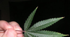 The return of the three dot stoner journalism