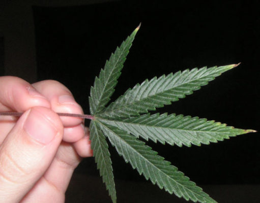 The return of the three dot stoner journalism