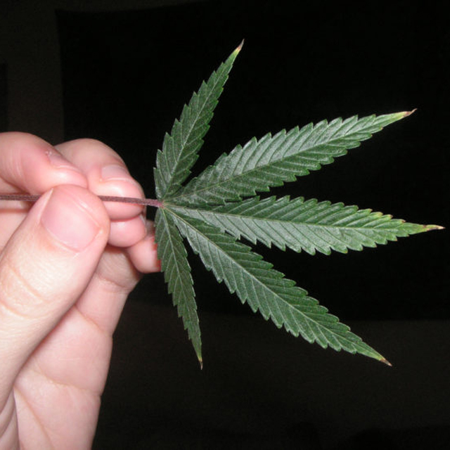 The return of the three dot stoner journalism
