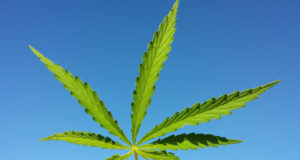 Cannabis gets its day in the capitol