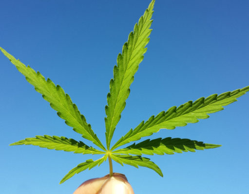 Cannabis gets its day in the capitol