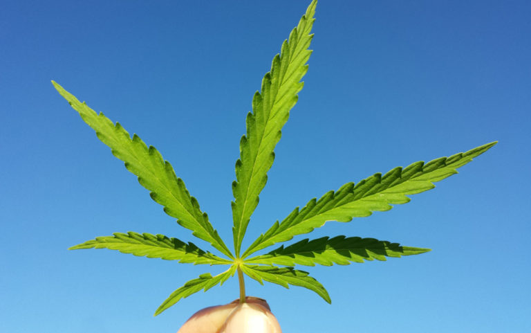 Cannabis gets its day in the capitol