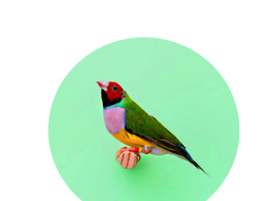 Local author R.L. Maizes mines the human condition in her charming debut of short stories