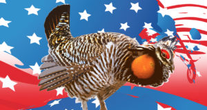 Midnight on the prairie