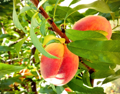 Life’s a peach