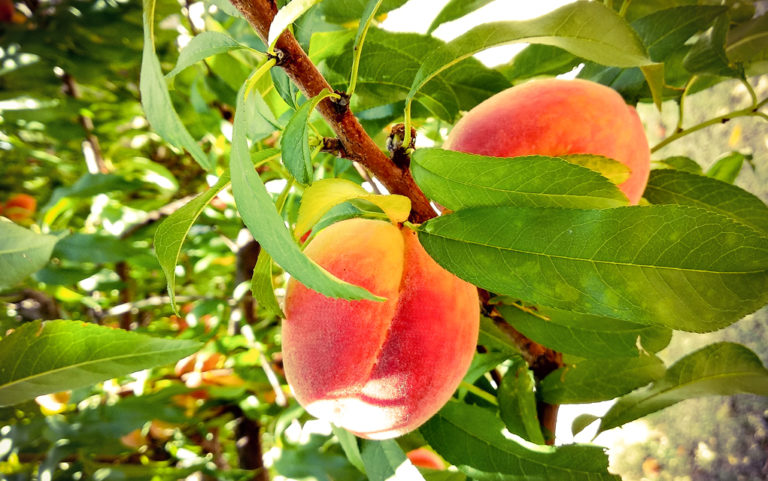 Life’s a peach