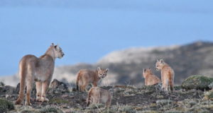 Are state actions increasing the risk of cougars attacking people?