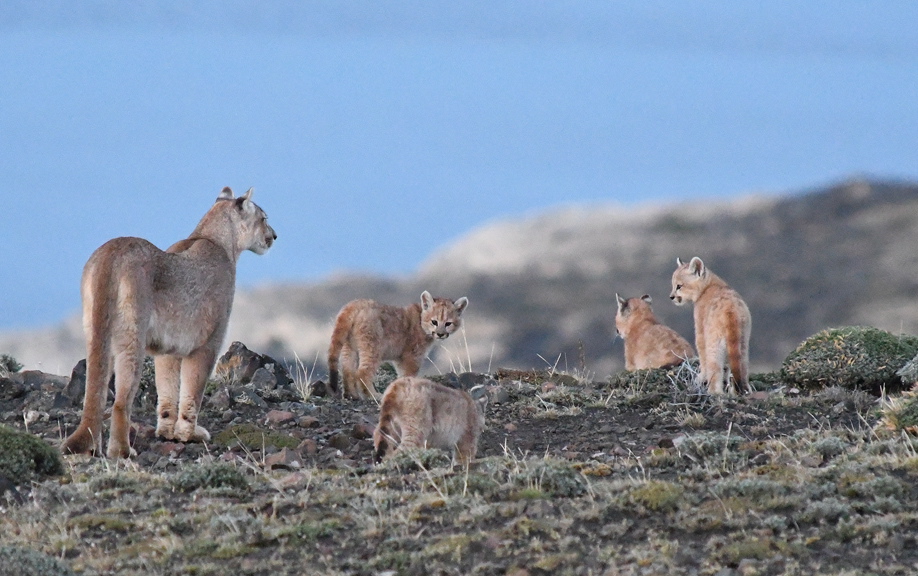 Are state actions increasing the risk of cougars attacking  people?