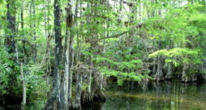 A tale from The Swamp