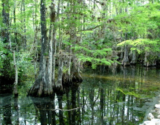 A tale from The Swamp