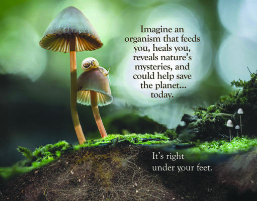 Fantastic Fungi