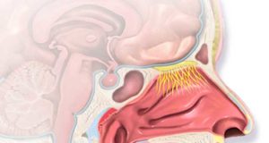 A rose by any other name…