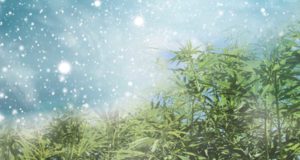 Early storm hammers Colorado’s pot supply