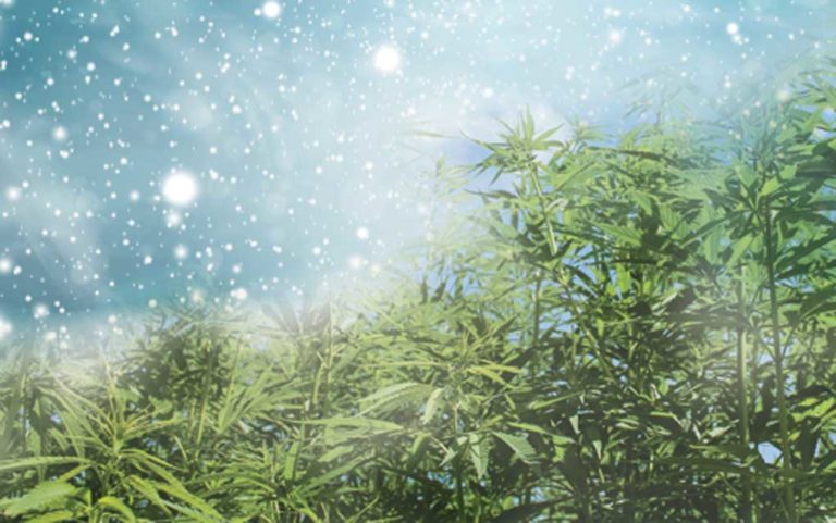 Early storm hammers Colorado’s pot supply
