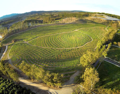 In search of a harmonious web of life