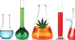 ‘Godfather of pot science’ keeps Israel at the forefront of marijuana research