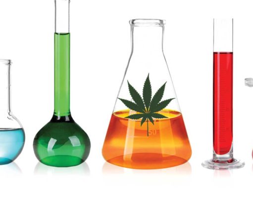 ‘Godfather of pot science’ keeps Israel at the forefront of marijuana research