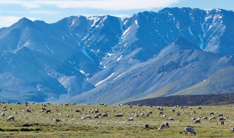 Drilling in an Arctic Eden