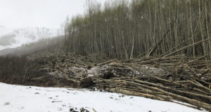 Learning from a once-a-century avalanche cycle