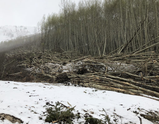 Learning from a once-a-century avalanche cycle