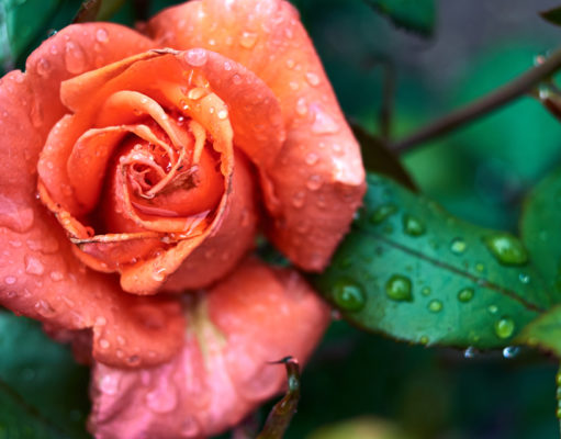 A rose by any other name
