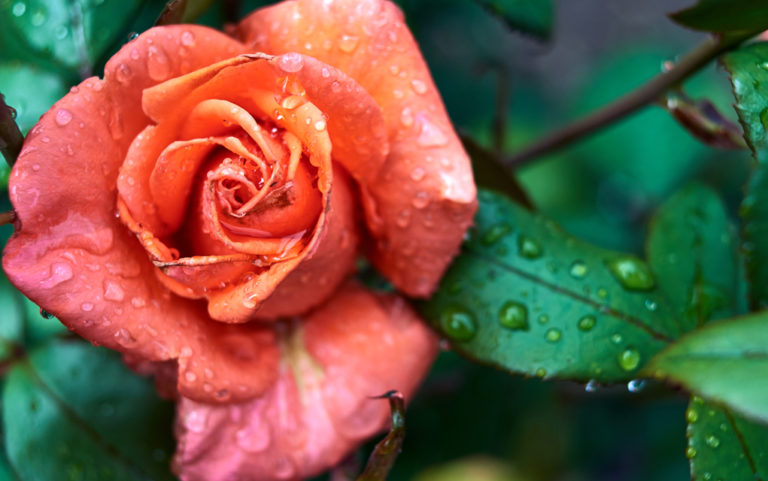 A rose by any other name