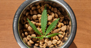 Boulder-based company funds CSU research on CBD and canine brain cancer