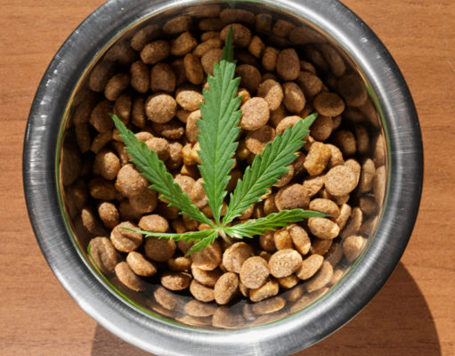 Boulder-based company funds CSU research on CBD and canine brain cancer