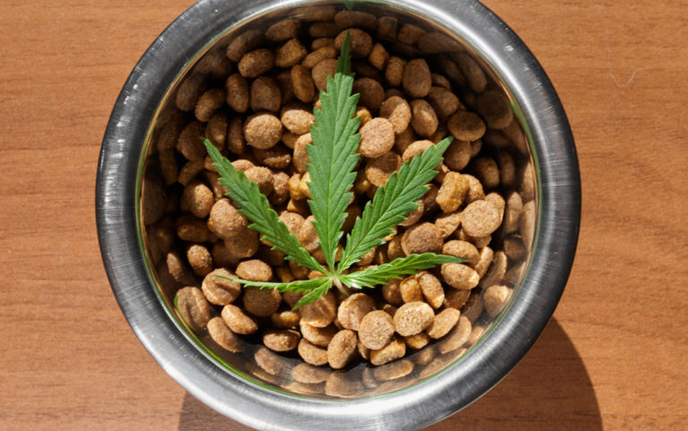 Boulder-based company funds CSU research on CBD and canine brain cancer