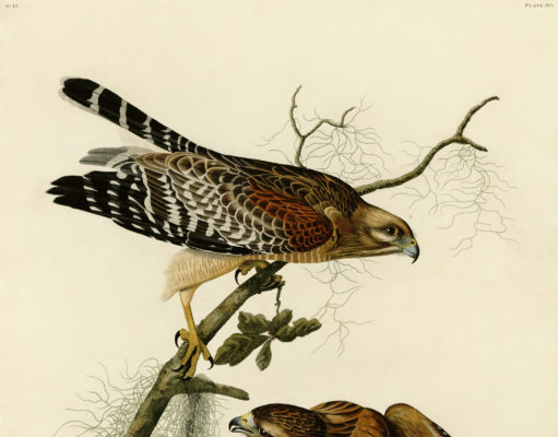 Red Tail