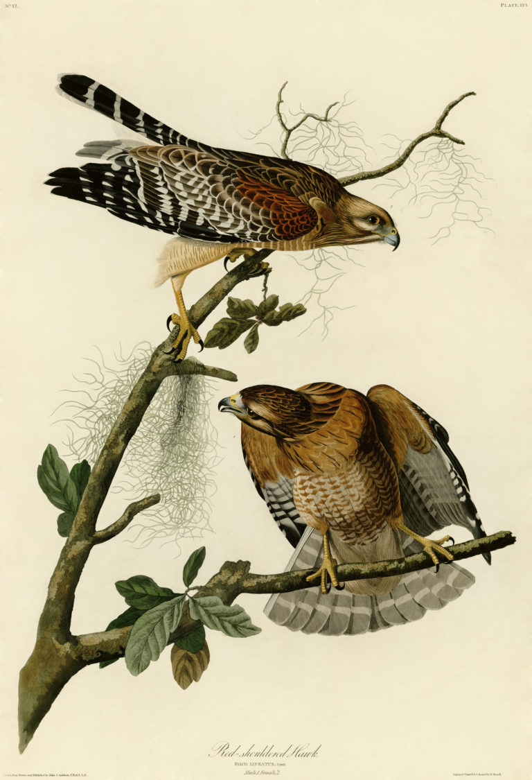 Red Tail