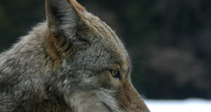 Trump administration reauthorizes lethal cyanide device for predator control