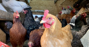 ‘The Versailles of chicken coops’