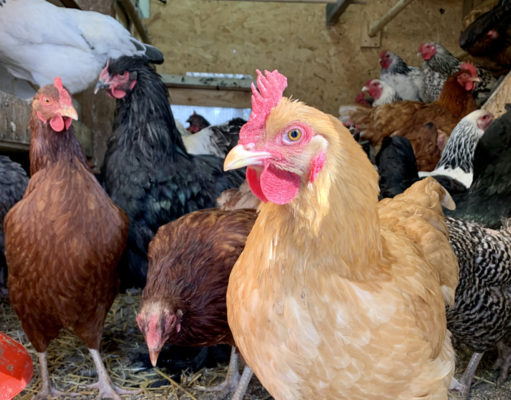 ‘The Versailles of chicken coops’