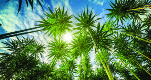 Tall hemp attracts more bees