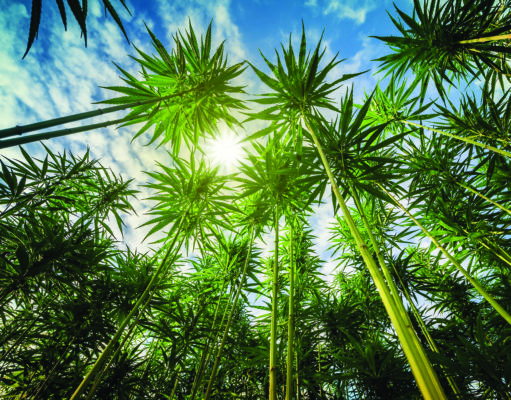 Tall hemp attracts more bees