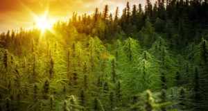 More whoopee (and babies) follow medical marijuana… and other stories