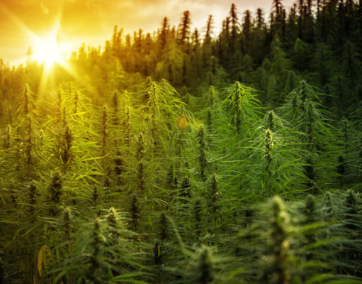 More whoopee (and babies) follow medical marijuana… and other stories