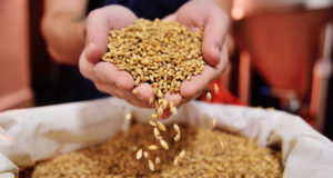 Know your brew: Malt