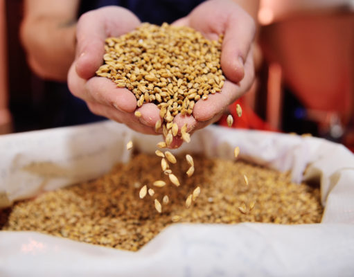 Know your brew: Malt