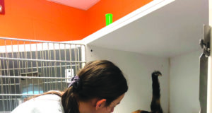 Hard out here for a pup